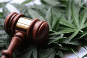 cannabis law practice